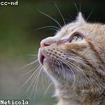 Nella Ritchie Profile Picture