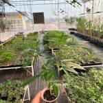 Little Girl Grover Profile Picture