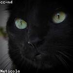 Kattie Bosco Profile Picture