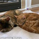 Harold Kozey Profile Picture