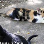 Dolly Rolfson Profile Picture