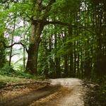 Lorenz Anderson Profile Picture