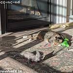 Mariane Dooley Profile Picture