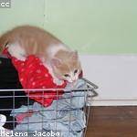 Clifford Langosh Profile Picture