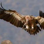 Kieran Lubowitz Profile Picture