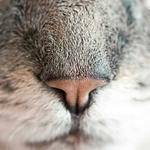 Carey Crist Profile Picture