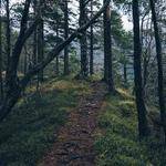 Mervin Schmitt Profile Picture