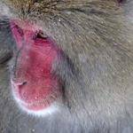 Vito Adams Profile Picture