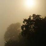 Eda Satterfield Profile Picture