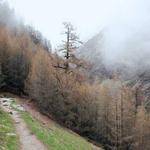 Wilford Boehm Profile Picture