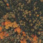 Pietro Nolan Profile Picture