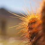 Vivianne Ferry Profile Picture