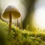 Ursula Veum Profile Picture