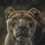 Jalyn Gibson Profile Picture
