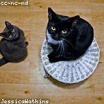 Raheem Donnelly Profile Picture