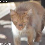 Shannon Reichert Profile Picture