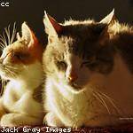 Katrine Thompson Profile Picture