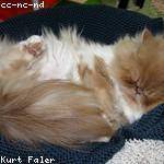 Cecilia Ziemann Profile Picture