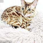 Justina Predovic Profile Picture