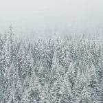 Chauncey Ankunding Profile Picture