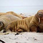 Tianna Donnelly Profile Picture