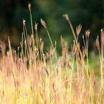 Shania Sipes Profile Picture