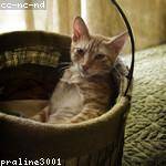 Joy Flatley Profile Picture