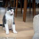 Alva Parisian Profile Picture