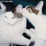 Kimberly Pacocha Profile Picture