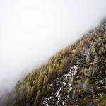 Skyla Williamson Profile Picture