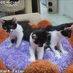 Gaston Schaefer Profile Picture