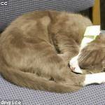 Blanche Dickens Profile Picture