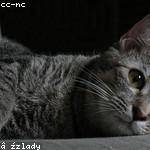 Amani Hauck Profile Picture