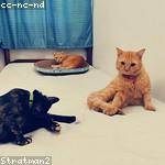 Eloisa Kub Profile Picture