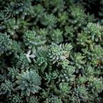 Jammie Daugherty Profile Picture