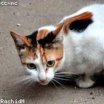 Leone Gerlach Profile Picture