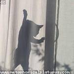 Wilhelm Leannon Profile Picture