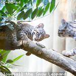 Ariel Schamberger Profile Picture