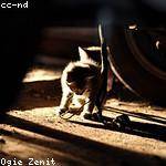 Tiara Hickle Profile Picture