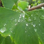 Isabella Corwin Profile Picture