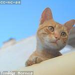 Antonetta Dietrich Profile Picture