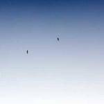 Nedra Daugherty Profile Picture