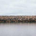 Ila Langosh Profile Picture