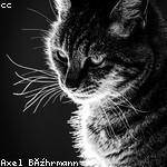 Mossie Wintheiser Profile Picture