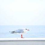 Veronica Moen Profile Picture