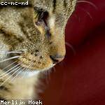 Christophe Hane Profile Picture