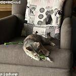 Alysson Fisher Profile Picture