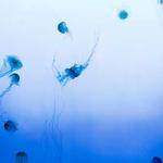 Lance Ankunding Profile Picture