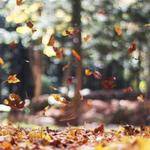 Kellie Hahn Profile Picture