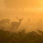 Joey Stiedemann Profile Picture